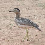 Двухполосая авдотка / Hesperoburhinus bistriatus
