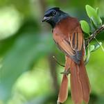 Blyth's Paradise Flycatcher / Terpsiphone affinis