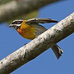 Пуэрториканская зена / Spindalis portoricensis