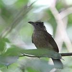 Puff-backed Bulbul / Euptilotus eutilotus