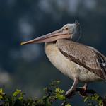 Spot-billed Pelican / Pelecanus philippensis