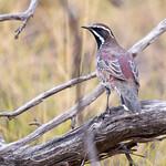 Флейтистовые / Cinclosomatidae фото