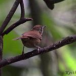Серощёкий дроздовник / Illadopsis rufipennis