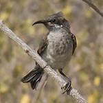 Сокотранская нектарница / Chalcomitra balfouri