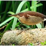 Von Schrenck's Bittern / Botaurus eurhythmus