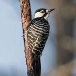Red-cockaded Woodpecker / Leuconotopicus borealis