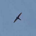 Dark-rumped Swift / Apus acuticauda