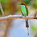 Rufous-crowned Bee-eater / Merops americanus