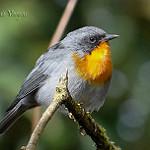 Flame-throated Warbler / Oreothlypis gutturalis