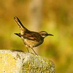 Stout-billed Cinclodes / Cinclodes excelsior