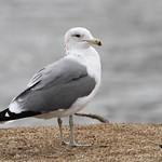 Калифорнийская чайка / Larus californicus