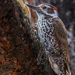 Аризонский дятел / Leuconotopicus arizonae