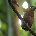Song Wren / Cyphorhinus phaeocephalus