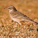 Длинноклювый конёк / Anthus similis