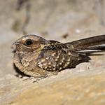 Пораке / Nyctidromus albicollis