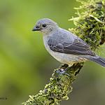 Plain-colored Tanager / Tangara inornata