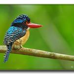 Banded Kingfisher / Lacedo pulchella