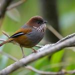 Brown-throated Fulvetta / Fulvetta ludlowi