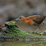 Белозобый коростелёк / Laterallus albigularis