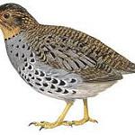 Udzungwa Forest Partridge / Xenoperdix udzungwensis