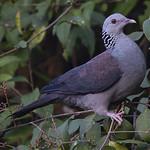 Нильгирийский вяхирь / Columba elphinstonii