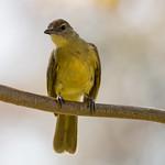 Желтобрюхий бюльбюль / Chlorocichla flaviventris