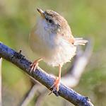 Охристобокая приния / Prinia subflava