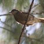 White-faced Starling / Sturnornis albofrontatus