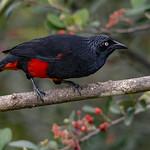 Трупиаловые / Icteridae фото