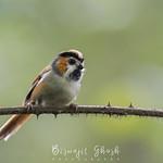 Суторовые / Paradoxornithidae фото