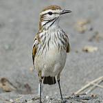Rusty-backed Monjita / Neoxolmis rubetra
