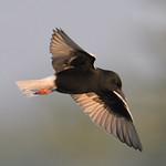 Белокрылая крачка / Chlidonias leucopterus