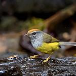 Broad-billed Warbler / Tickellia hodgsoni