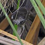 Белокрылая бурогрудка / Bradypterus carpalis