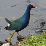 Малая султанка / Porphyrio martinica