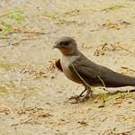 Dusky Crag Martin / Ptyonoprogne concolor