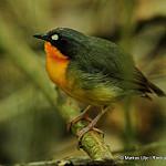 Лесной заряночник / Stiphrornis erythrothorax