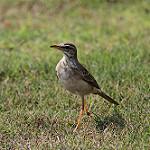 Бледнобрюхий конёк / Anthus pallidiventris