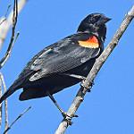 Red-shouldered Blackbird / Agelaius assimilis