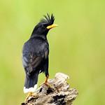 Great Myna / Acridotheres grandis