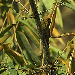 Pale-headed Woodpecker / Gecinulus grantia