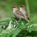 Уздечковая цистикола / Cisticola nigriloris