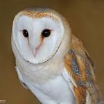 Сипуха / Tyto alba
