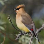 Свиристелевые / Bombycillidae фото