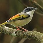 White-browed Shrike-babbler / Pteruthius aeralatus