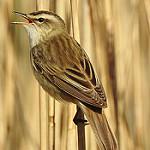 Камышовка-барсучок / Acrocephalus schoenobaenus