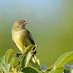 Chico's Tyrannulet / Zimmerius chicomendesi