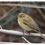 Пеночка-теньковка / Phylloscopus collybita