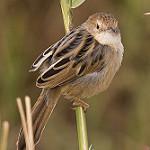 Рыжекрылая цистикола / Cisticola galactotes