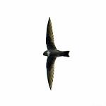 White-chested Swift / Cypseloides lemosi